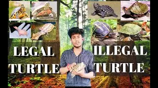 Indian Legal & illegal Turtle