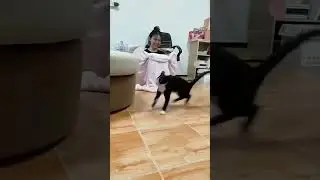 #cat #funny #happycats #catmemes #music #memes #trending #trendingshorts #tiktok #new #reels #SJ