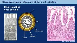 Digestive System: intestine cross section
