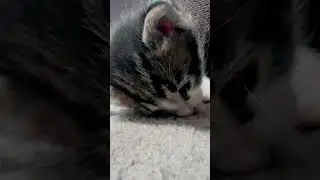 Когда ну очень хочется спать #shorts #shortsvideo #cat #prettycat #kitten #sleep #mushuklar #котики