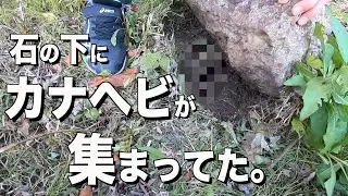 【トカゲ獲り】カナヘビは、秋になったら簡単に捕獲できる。＃カナヘビ ＃生物 ＃爬虫類