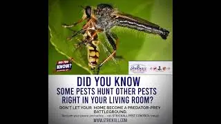 PEST HUNTS PEST FOR FOOD #pestcontrol #commercialpestcontrol #kitchen #pestmanagement #pestremoval