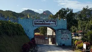 Gaharu Tea Valley Gopeng