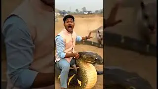 snake cartoon video snake video