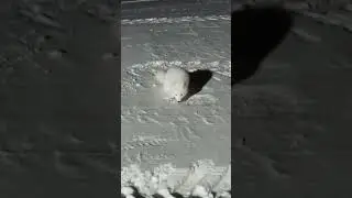 Песец ждёт ужин.