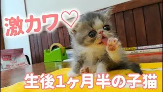 生後１ヵ月半のエキゾチックショートヘアの子猫が可愛すぎる！ / One and a half months old exotic short hair kitten is too cute!