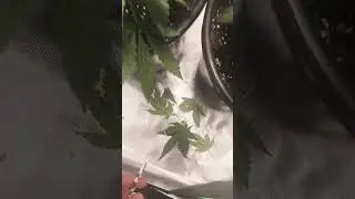 Vegetation #8 - Update, entlaubt - weed #education #indoorplants #shorts #420 #medicalcannabis #grow