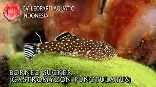 Gastromyzon punctulatus. The BORNEO Sucker that everybody loves! (Leopard Aquatic H004B)
