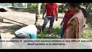 The value chain of the coconut  and community based FFP interventions