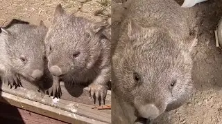 Cutest Wild Animal That You Need To Know | Funny Wombat Videos