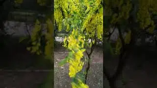 Акация Карагана