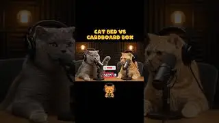 Cat Bed vs. Cardboard Box: The Ultimate Showdown #shorts #catpodcast #aicat