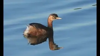 A Grebe's Graceful Swim on Glassy Waters