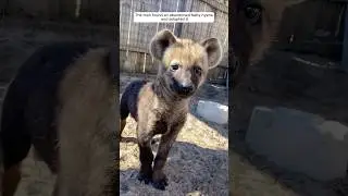 The man found an abandoned baby hyena and adopted it
