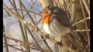 Robin (R&ouml;dhake)