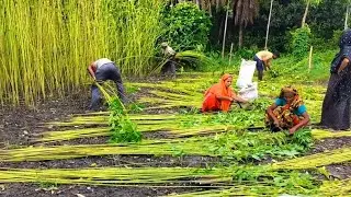 Ancient Jute Cutting with Kachi in Scenic Fields || agriculture video || jute catting #farming