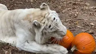 Happy Halloween from Carolina Tiger Rescue!