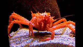 キタイバラガニ　Scarlet king crab　Lithodes couesi