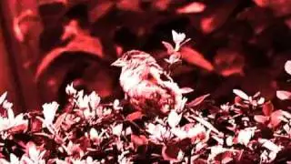 Ulver - Future Sound of Music - Musik Video Art
