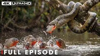 Most Dramatic Moments: Buffalo Takes Down Lion | Battle at Kruger #natureanimaldocumentary