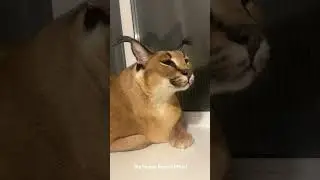 Big Floppa Gosha #caracal