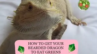 |HOW TO GET YOUR BEARDED DRAGON TO EAT GREENS| 🥗 (will work!)