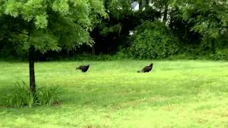 Turkey buzzard..Turkey vulture..Cathartes Aura in New Jersey 08022 ~ TM700K