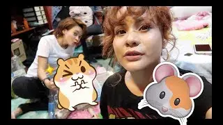 Hamsters w/ NODROH
