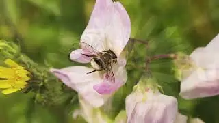 L'abeille noire en danger - 07 - Les adaptations de l'abeille sur 300 millions d'années