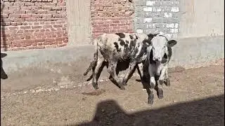 ١ فبراير ٢٠٢٦