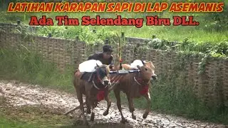 Latihan Karapan Sapi Di Lap Asemanis Pamekasan Ada Tim Selendang Biru Dll. 