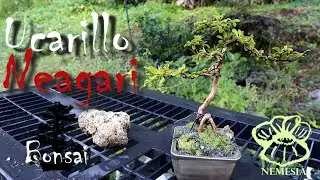 Ucarillo estilo Neagari | Bonsai | Nemesia