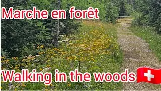 Une Balade en Nature/ Marche  en forêt-Forest walk 4K#switzerland #nature #birdsounds