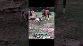 Goat vs Horse fight 😱 | #shorts #ytshorts #viralvideo #youtubeshorts