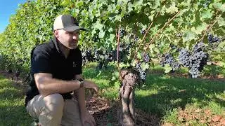 Winemaker Ethan Brown talks Cabernet Sauvignon