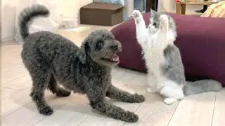 初めて会った保護犬と子猫が親友になった瞬間が尊すぎた！