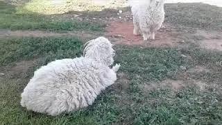 What food do Angora goats eat?|Animal Advisor: Season 1 episode 1