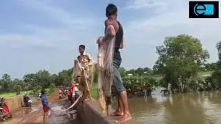 Cambodian Net Fishing at Province | Cambodia Traditional Khmer fishing  hunting Net Fishing VII
