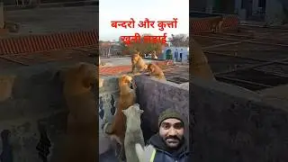 Dog aur Monkey me fight 😂 #funny #comedy #animals #dog #monkey #fighting #greenscreen