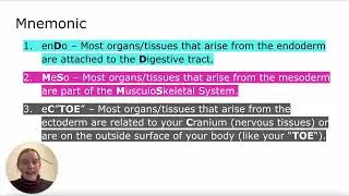 MCAT 10 Most Commonly Missed Concepts: The Germ Layers Explained