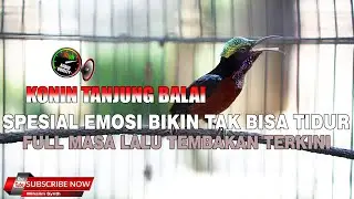 COBA PAKAI MASTERAN KONIN INI JAMIN JADI ISTIMEWA !! MASTERAN KONIN FULL TEMBAKAN CUCAK CUNGKOK