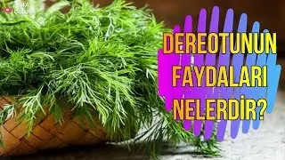 Dereotunun Faydaları Nelerdir?