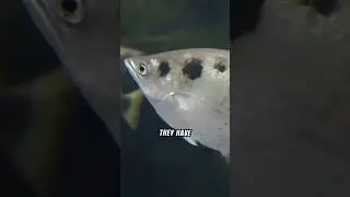 Facts About Archerfish: Nature's Underwater Sharpshooter | Incredible Archerfish Abilities