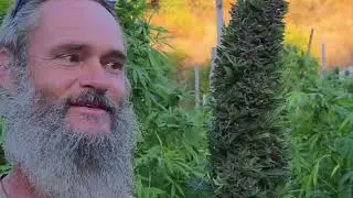 Boing, big purps