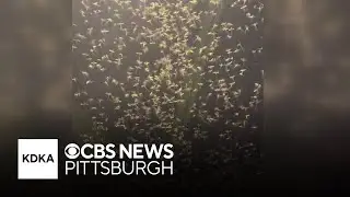 Mayflies take over bridge in Pennsylvania