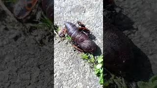 Small life. European firebug and some kind of cocoon.