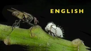Housefly visits a sharpshooter HD720p