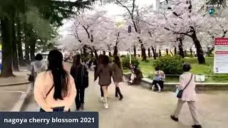 Nagoya Cherry Blossom ( Sakura 2021)