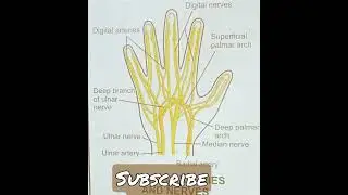 Palmar artery and vein