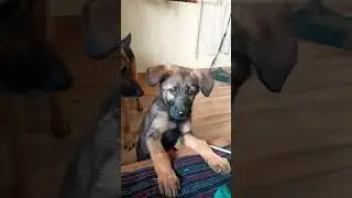 dog sound reaction #germanshepherdpuppy #cutepuppy #dogsound #shorts